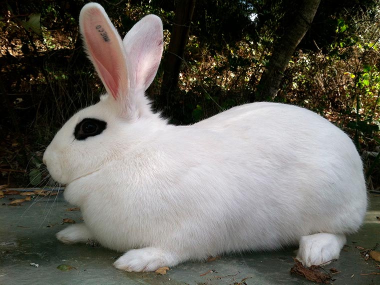 Conejo blanco de Hotot y sus cuidados