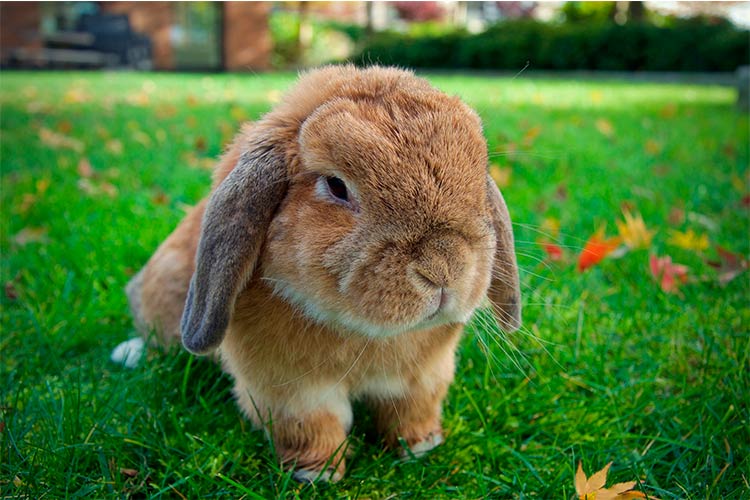 Conoce las 10 razas de conejos más lindas para tener como mascotas