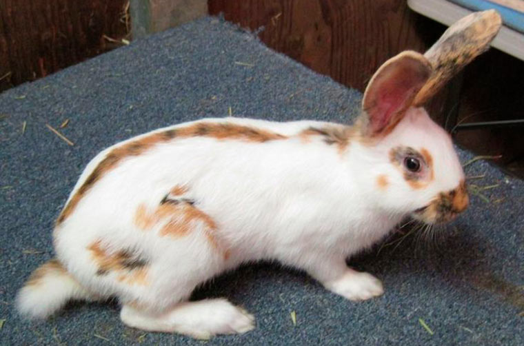 Conejo de Renania apariencia y características 