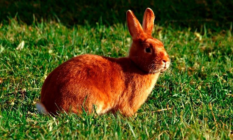Apariencia del  conejo satinado