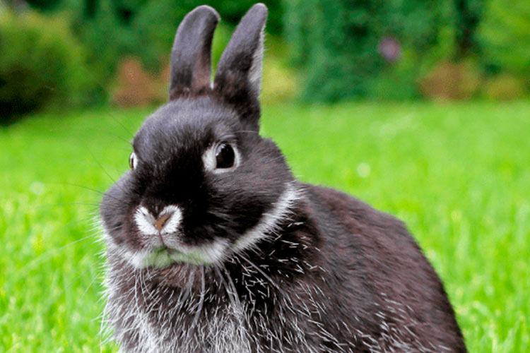 Conoce los 12 sonidos que hacen los conejos y lo que significan