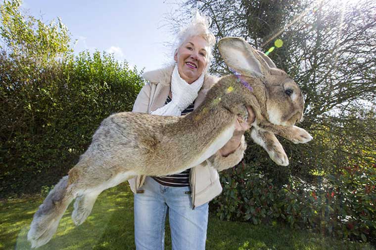 Conoce al conejo más grande del planeta